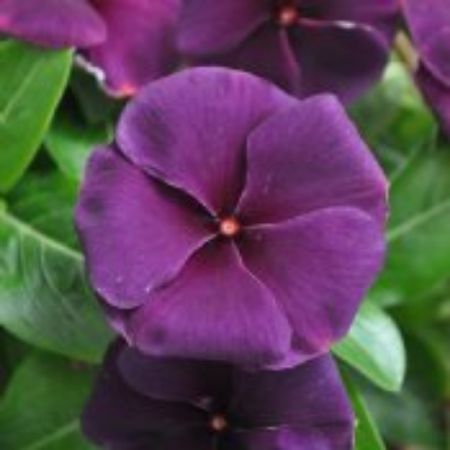 Picture for category Catharanthus Plants
