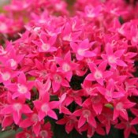 Picture for category Pentas Plants