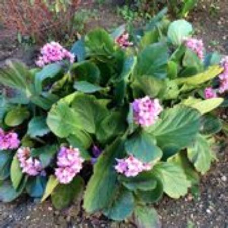 Picture for category Bergenia Plants
