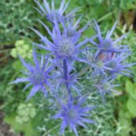 Picture for category Eryngium Plants
