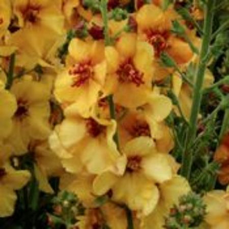 Picture for category Verbascum Plants
