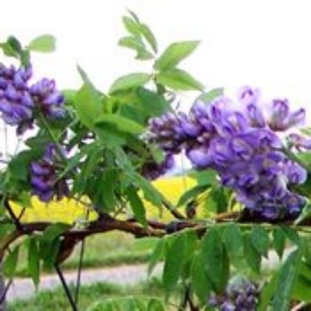 Picture for category Wisteria Plants