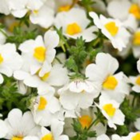 Picture for category Nemesia Plants