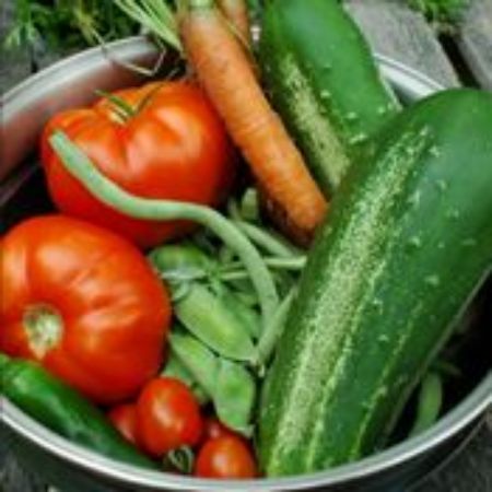 Picture for category Easy Grow Vegetable Plants