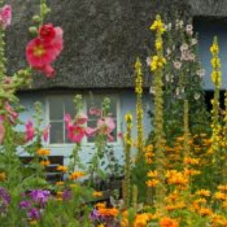 Picture for category Cottage Garden