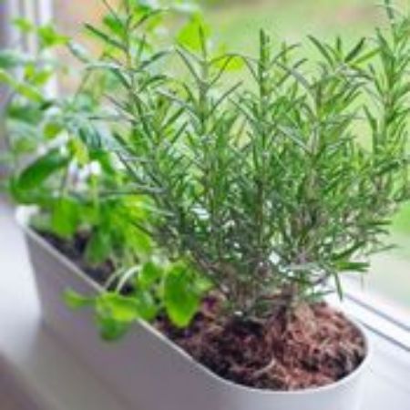 Picture for category Indoor Herb Garden