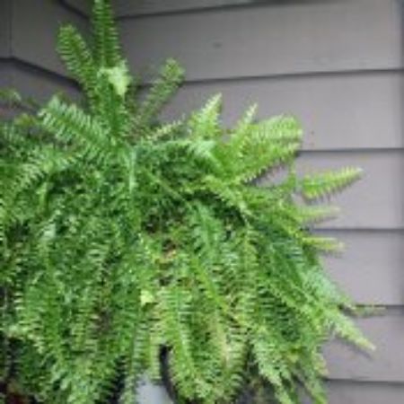 Picture for category Fern Plants