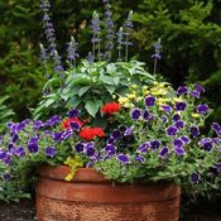 Picture for category Container Plants by Size