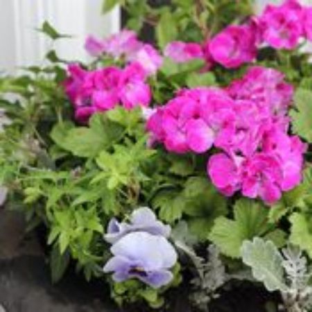 Picture for category Short-sized Container Plants