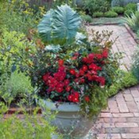 Picture for category Tall-sized Container Plants
