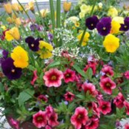 Picture for category Container Plants by Color