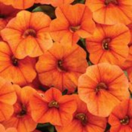 Picture for category Orange Plants for Containers