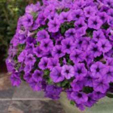 Picture for category Violet Plants for Containers