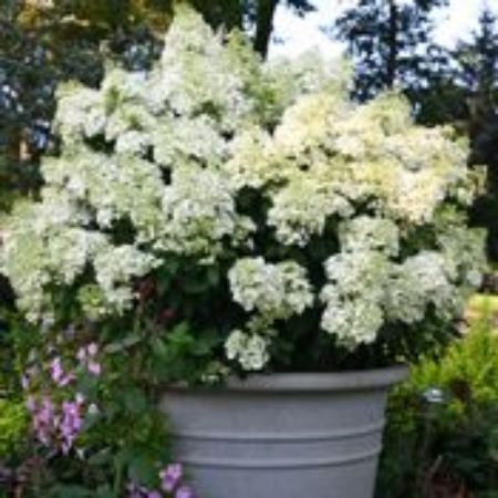 Picture for category White Plants for Containers