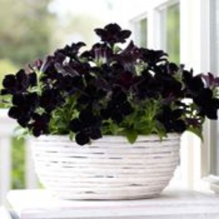 Picture for category Black Plants for Containers