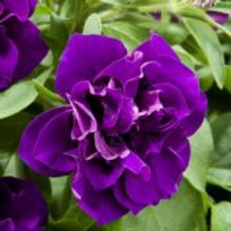 Picture for category Blanket Double Petunia Plants
