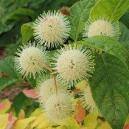 Picture for category Cephalanthus Bushes