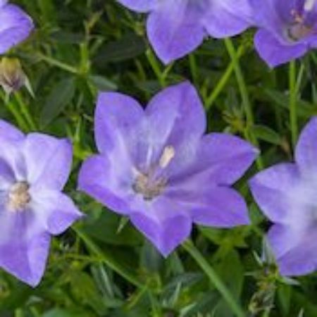Picture for category Campanula Plants