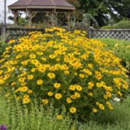 Picture for category Heliopsis Plants