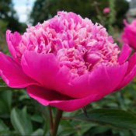 Picture for category Peony Plants