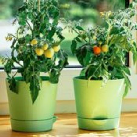 Picture for category Indoor Vegetable Plants