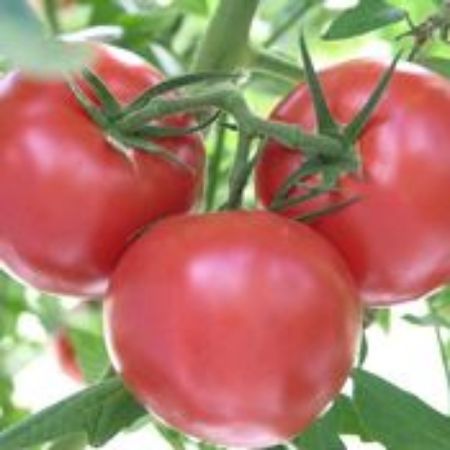 Picture for category Determinate Tomato Plants