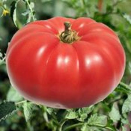 Picture for category Indeterminate Tomato Plants