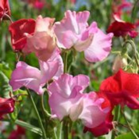 Picture for category Sweet Peas Plants