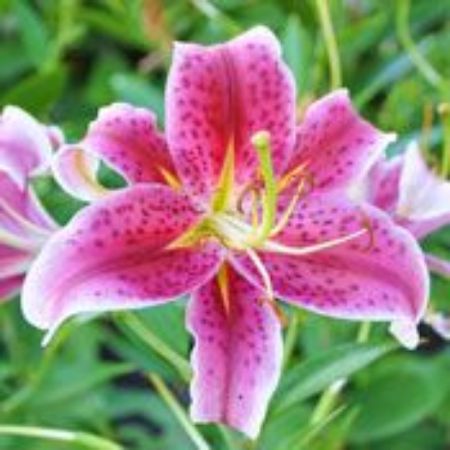 Picture for category Lily Plants