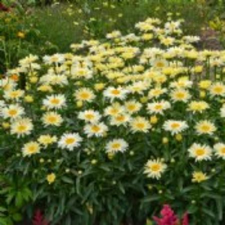 Picture for category Part Sun Perennial Plants