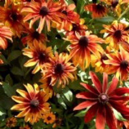 Picture for category Low Maintenance Perennial Plants