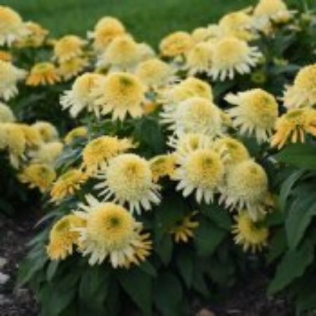 Picture for category Fall Blooming Perennial Plants