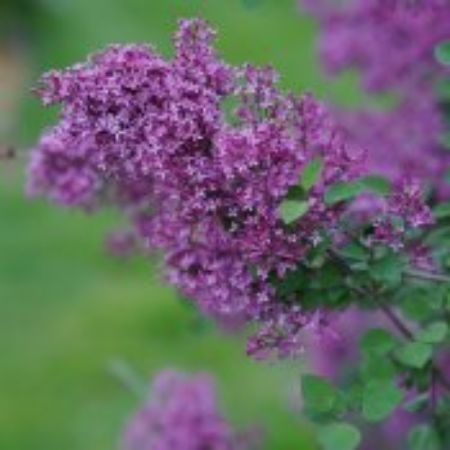 Picture for category Deer Resistant Shrubs