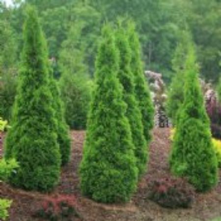 Picture for category Evergreen Shrubs