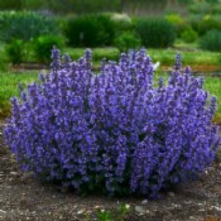 Picture for category Purple Flowering Perennial Plants