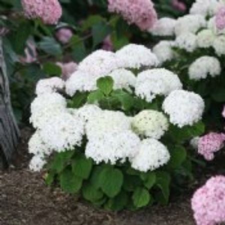 Picture for category White Flowering Shrubs