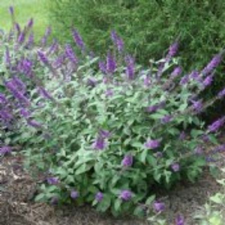 Picture for category Purple Flowering Shrubs