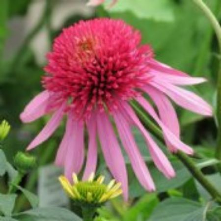 Picture for category Pink Flowering Perennial Plants