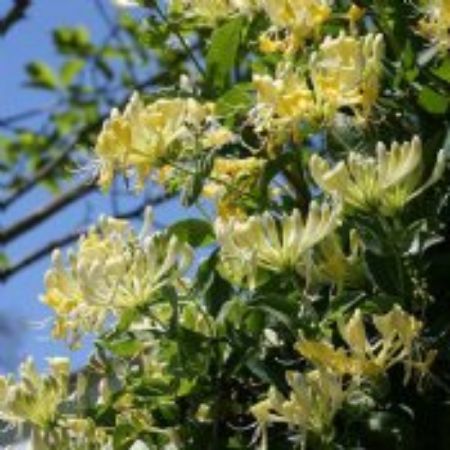 Picture for category Yellow Flowering Shrubs