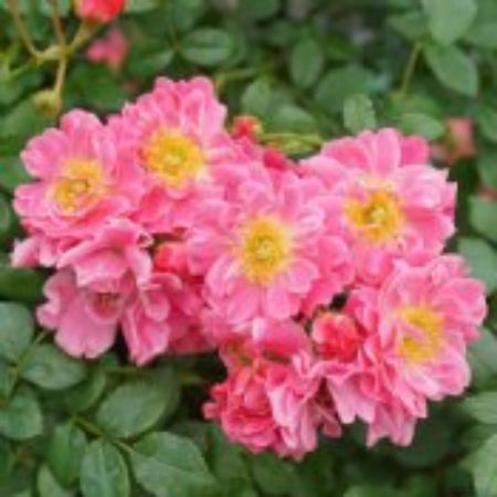 Picture for category Pink Flowering Shrubs