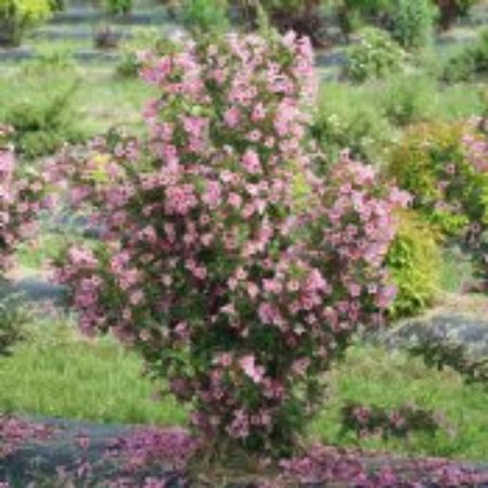Picture for category Spring Flowering Shrubs