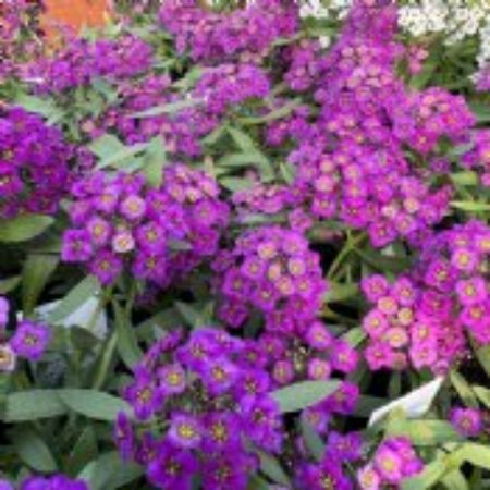 Picture for category Purple Flowering Annual Plants