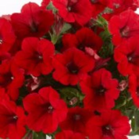 Picture for category Red Flowering Annual Plants