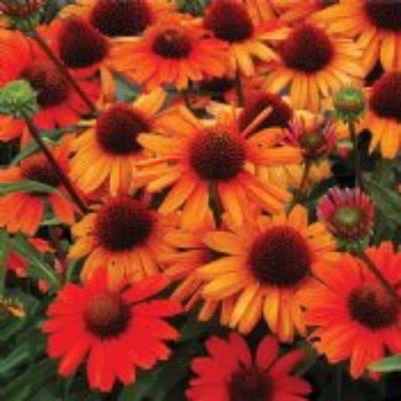 Picture for category Orange Flowering Perennial Plants