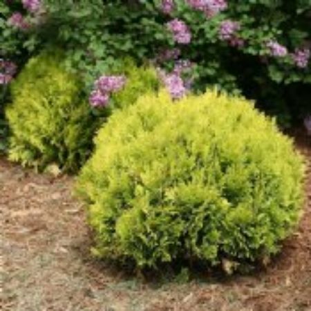 Picture for category Low Maintenance Shrubs