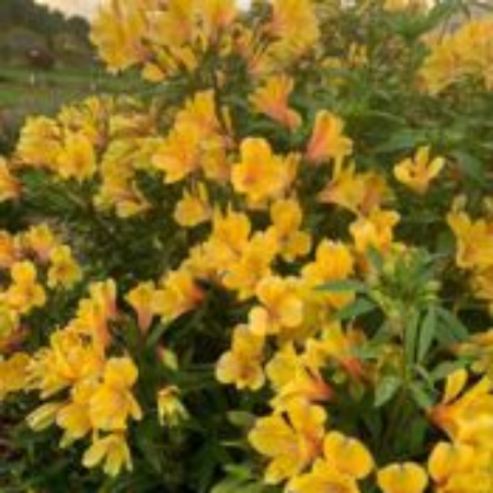 Picture for category Peruvian Lily Plants