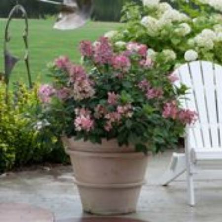 Picture for category Proven Winners Shrubs