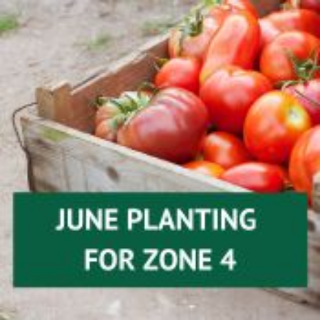 Picture for category June Planting for Zone 4