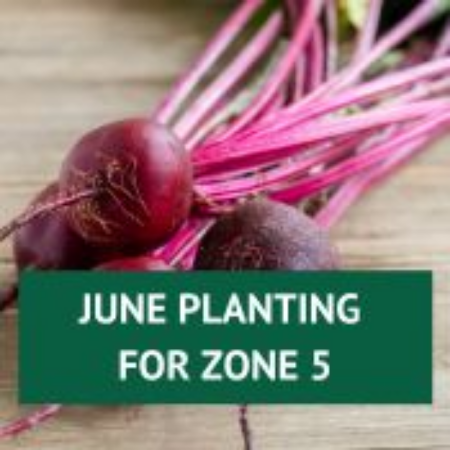 Picture for category June Planting for Zone 5