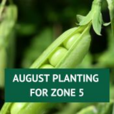 Picture for category August Planting for Zone 5